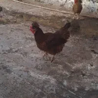 مرغ خروس عربی