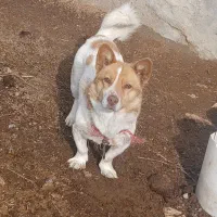 پاکوتا
