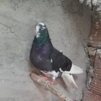 کفتر