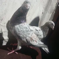 دو جفت کفتر بشرط پرش و جوجه