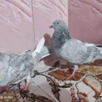 نر و ماده صابونی