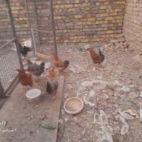 مرغ تخمگذار و خروس جوان