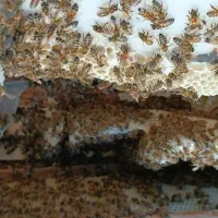 زنبور فروشی کارنیکا