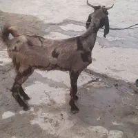 شیشک بز بره گوسفتد