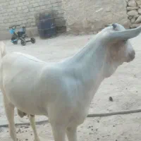 کهره نرپوست نازک زیرخلیش عالی شاخ کوتاه