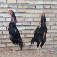 فروش دومولدخروس وجوجه های۱/5ماهه فول کیفیت