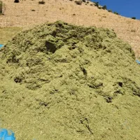 کاه جاشیر برای دام