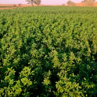 بذر یونجه بغدادی