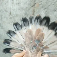 کله ای|پرنده|بندر گناوه, |دیوار