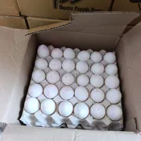 پخش عمده تخم مرغ روز