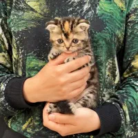 بلک گلد سینگل فولد خرسی ماده