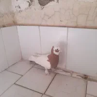 کبوتر