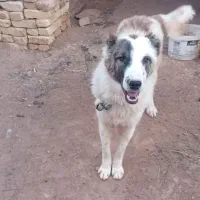 سگ گله|سگ|رشتخوار, |دیوار