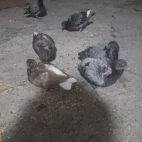 جوجه پلاکی