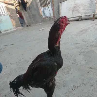 لاری