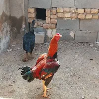 مرغ خروس لاری