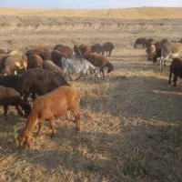 یک راس بز ماده