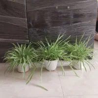گل گندمی و سانسوریا