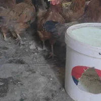 مرغ تخمگذار