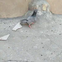کفتر  هفرنگ دودی نر زدوخوردی