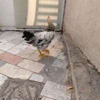 خروس جوان