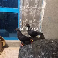کفتر