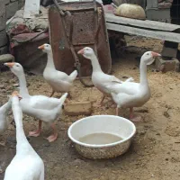 غاز اوکراینی
