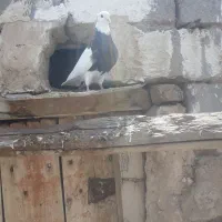 کبوتر طوقی و پشتار
