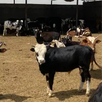 گوساله نر زنده چاق گاو مخصوص قربانی و نذری