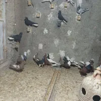 بهبهانی و شهری