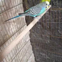 مرغ عشق مولد