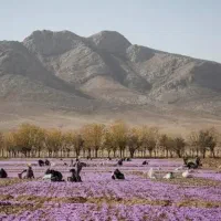کارگر واسه زعفران