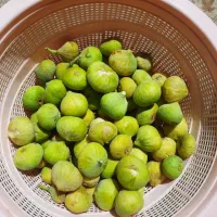 انجیر تازه ارگانیک