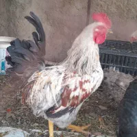 خروس فروشی