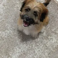 سگ شیتزو تریر ماده ۶ماهه