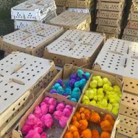 جوجه رنگی