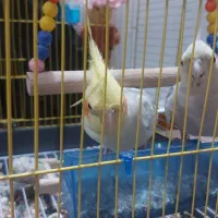 جوفت عروس هلندی