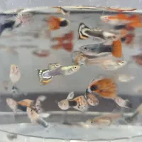 بهترین زمان خرید ماهی گوپی