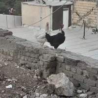 مرغ تخم گذار