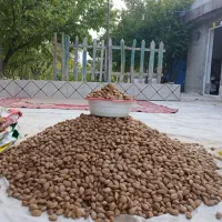 فروش بادم سنگی