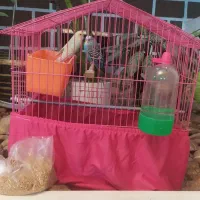 فروش دوتا مرغ عشق