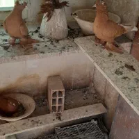 فروش  کبوتر