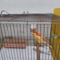 قناری جفت رد فاکتور