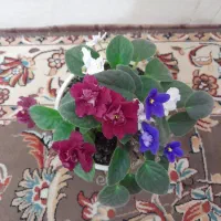 ۶ گل|گل و گیاه طبیعی|اردبیل, |دیوار