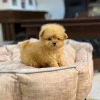 توله سگ پشمالو مالتیز عروسکی اصیل سایز صفر|سگ|مشهد, شهرک مهر آباد|دیوار