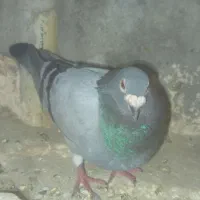 پلاکی