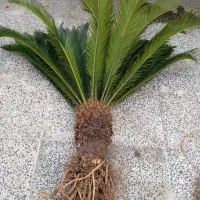 سیکاس|گل و گیاه طبیعی|بندر انزلی, لیچارگی حسن رود|دیوار
