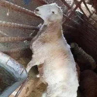 گوسفند زنده تمام کرج