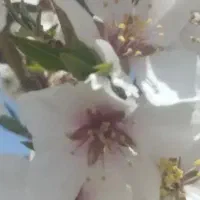 باغ-وباغچه