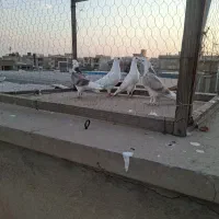 نرم وماده به اضافه دو عدد جوجه جیر ودو عدد پتی